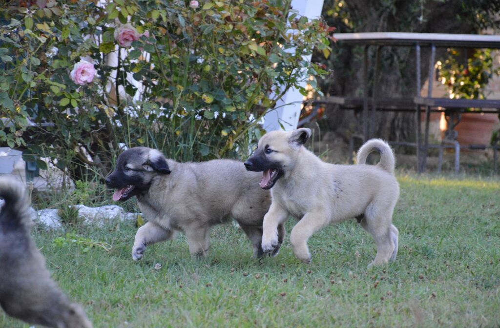 5320862  Kangal cuccioli