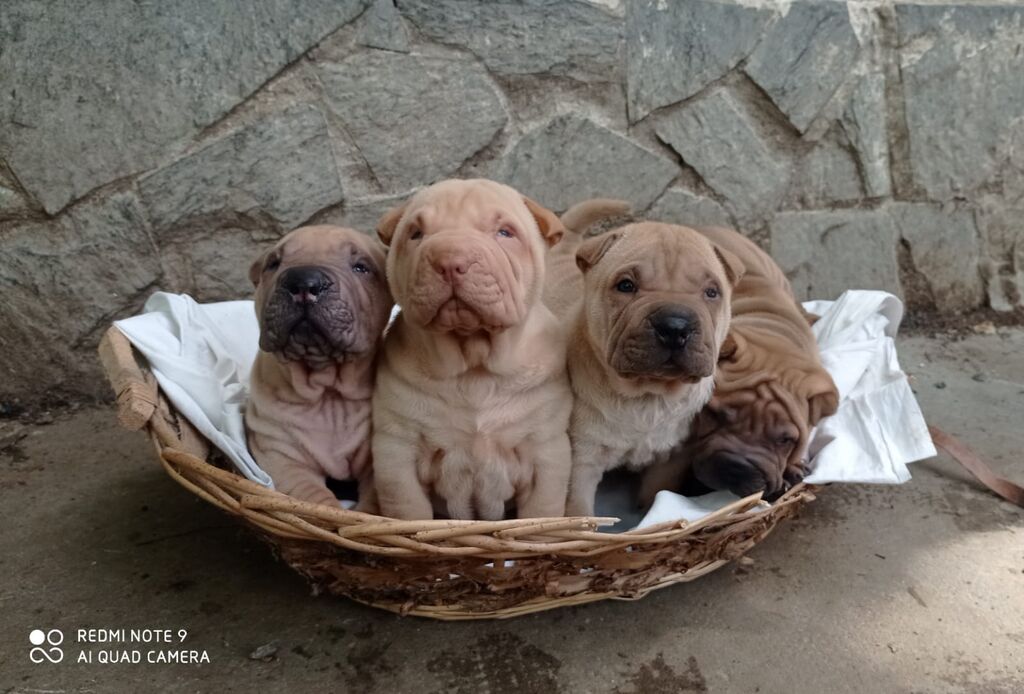 4724162  Shar-pei cuccioli